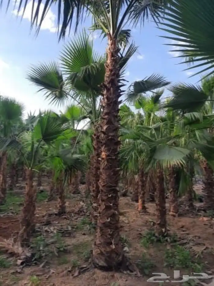 نخل واشنطن أمريكي جميع المقاسات متوفره مع التوصيل والغرس 4