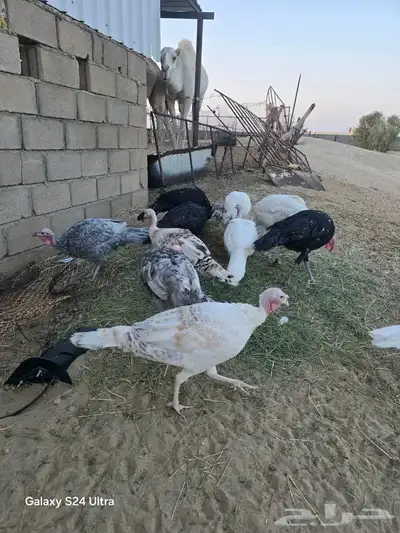 دجاج رومي للبيع ببيشة index