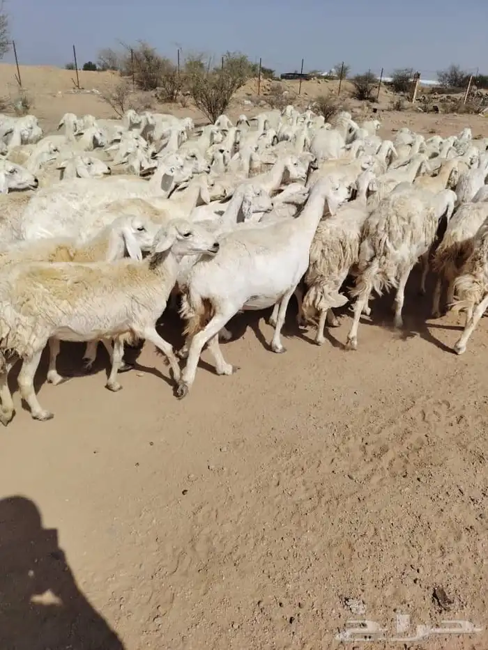 غنم حريه حرش مراح وحد قطعه وحده العداد 100غنم دفيع ومضريع 4