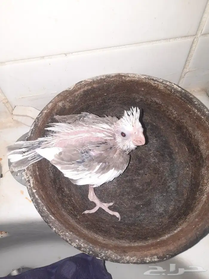 فرخ كروان هولندى غر لون مميز 1