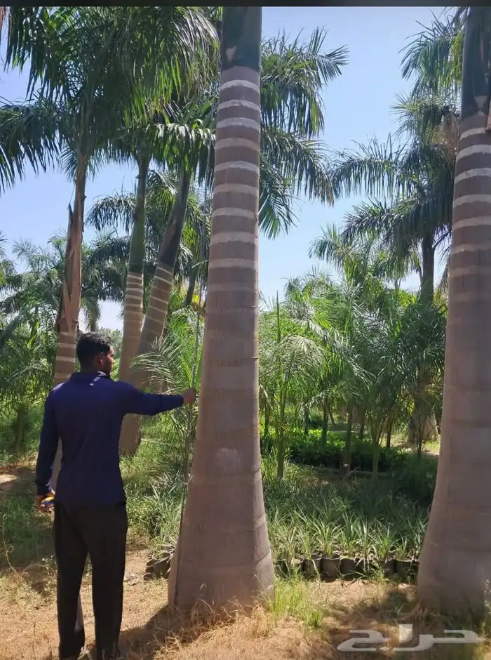 نخيل ملوكي نخيل واشنطني بسعار مناسبه نارجيل 25