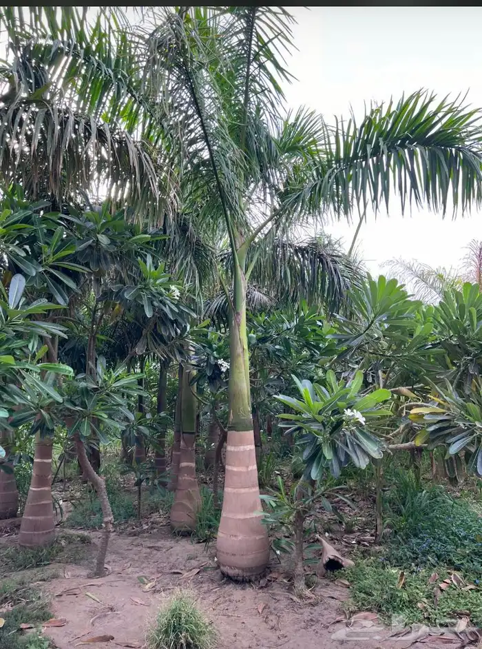 نخيل ملوكي نخيل واشنطني بسعار مناسبه نارجيل 13