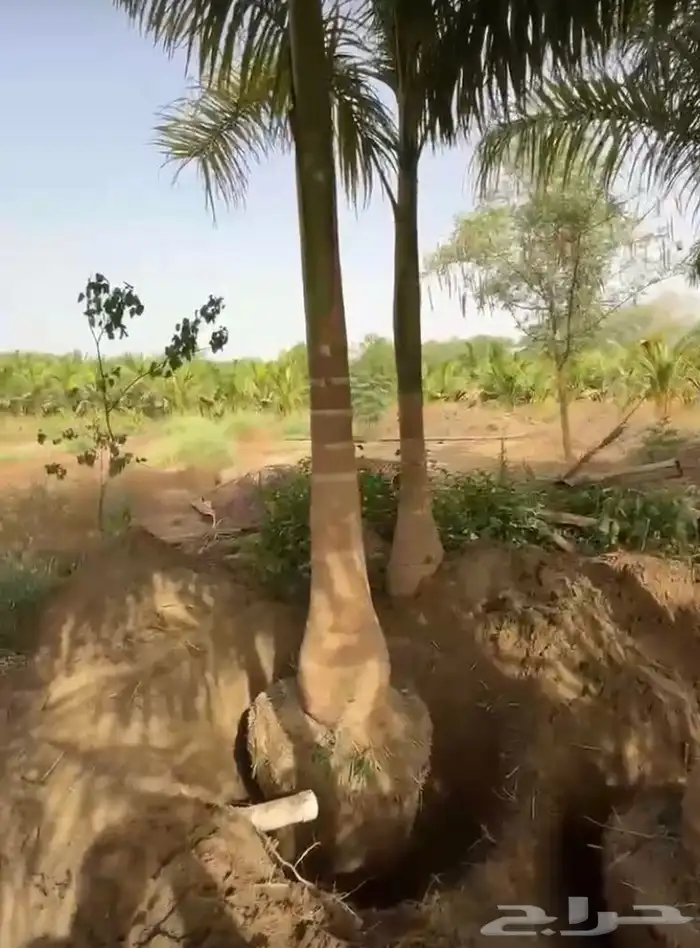 نخيل ملوكي نخيل واشنطني بسعار مناسبه نارجيل 9