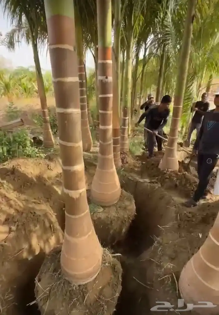 نخيل ملوكي نخيل واشنطني بسعار مناسبه نارجيل 6