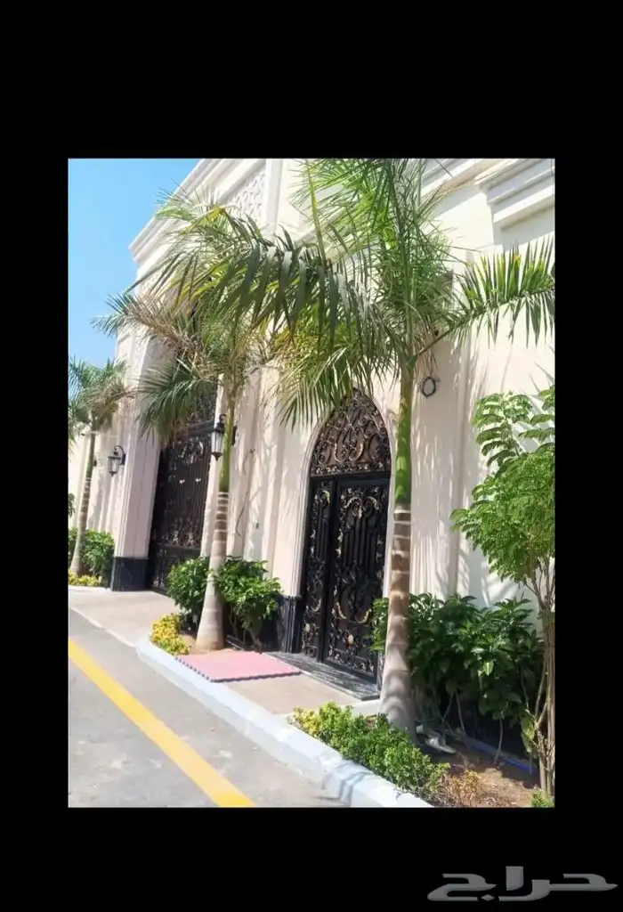 نخيل ملوكي نخيل واشنطني بسعار مناسبه نارجيل 17