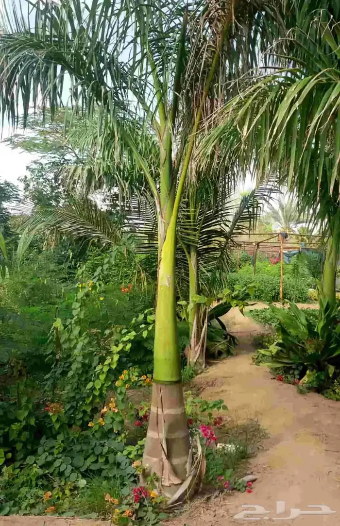 نخيل ملوكي نخيل واشنطني بسعار مناسبه نارجيل 1