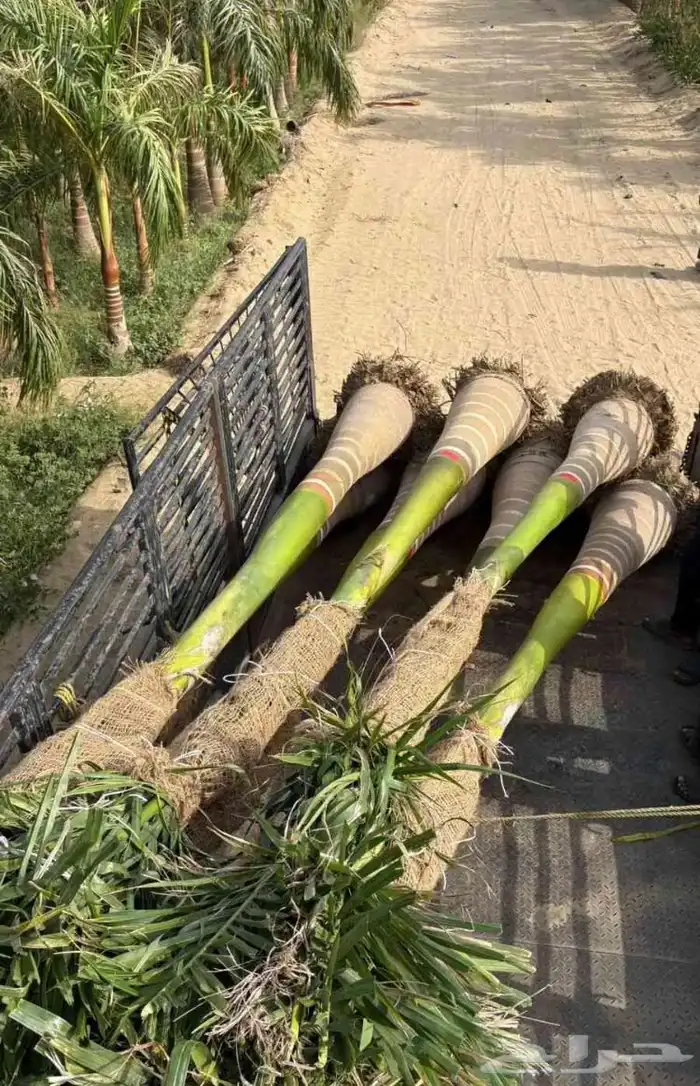 نخيل ملوكي نخيل واشنطني بسعار مناسبه نارجيل 19