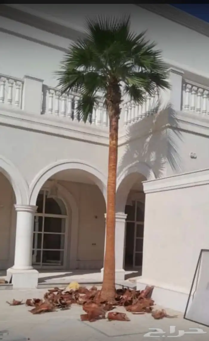 نخيل ملوكي نخيل جوز الهند نارجيل نخيل واشنطني 20