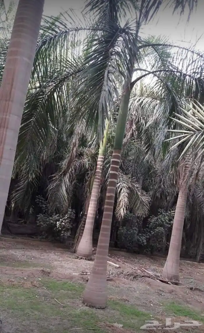 نخيل ملوكي نخيل جوز الهند نارجيل نخيل واشنطني 18