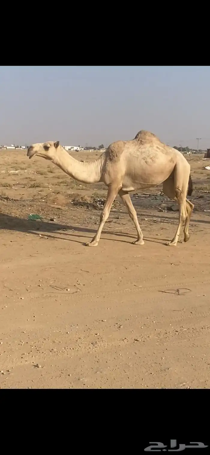 بكره ثنيه ضريبه مشروطه 0