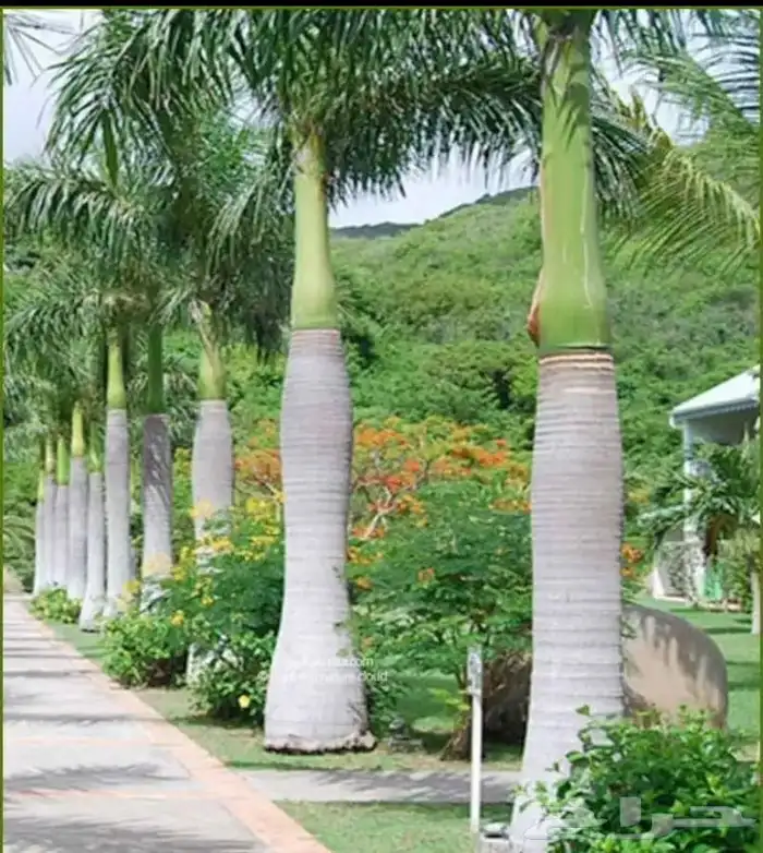 نخيل ملوكي نخيل واشنطني بسعار مناسبه نارجيل 3