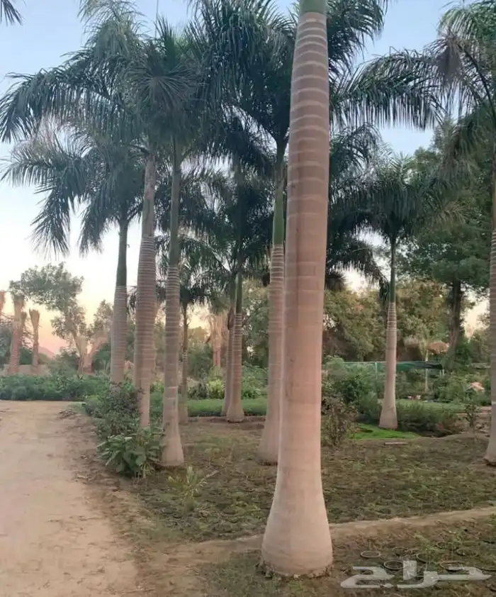 نخيل ملوكي نخيل جوز الهند نارجيل نخيل واشنطني 1