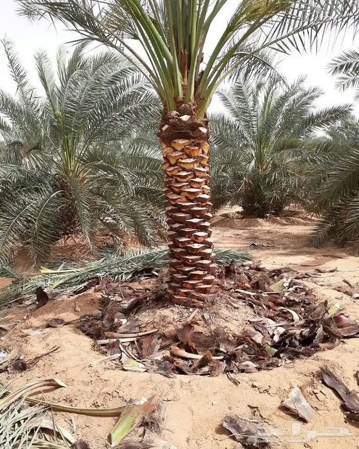 نخيل عربي فسائل نخل نخل عربي نقايل 85