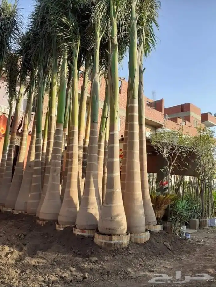 نخيل ملوكي نخيل جوز الهند نارجيل نخيل واشنطني 19