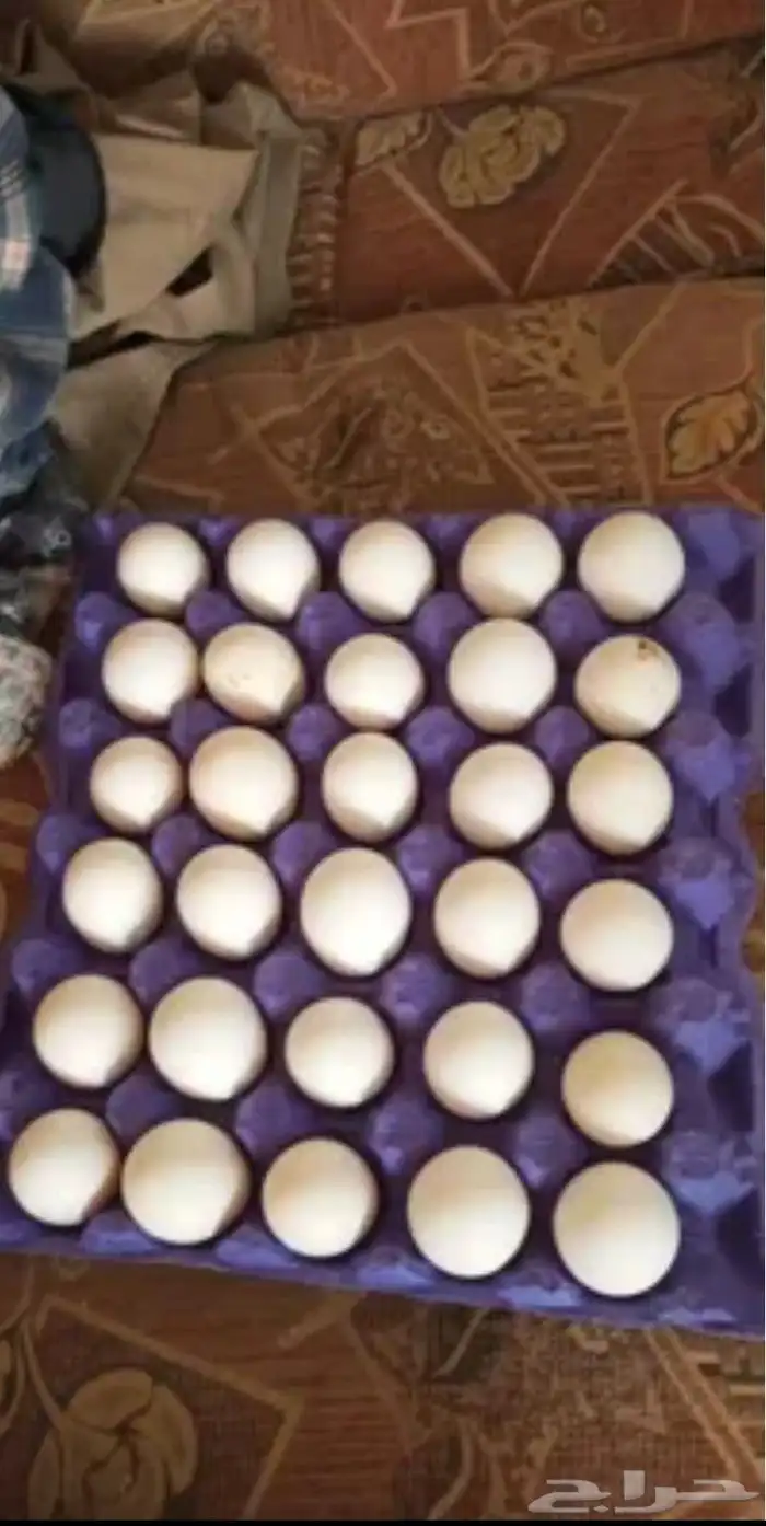للبيع بيض بلدي 0