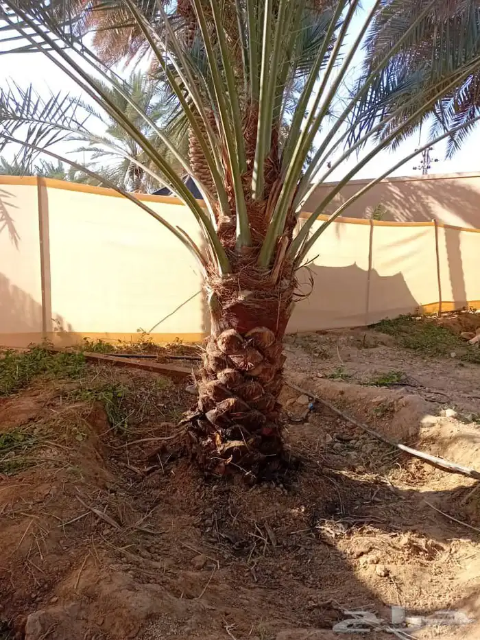 نخل ونخل زينه واشنطني فروخ خلاص برحي سكري شيشي هلالي مجدوله 5