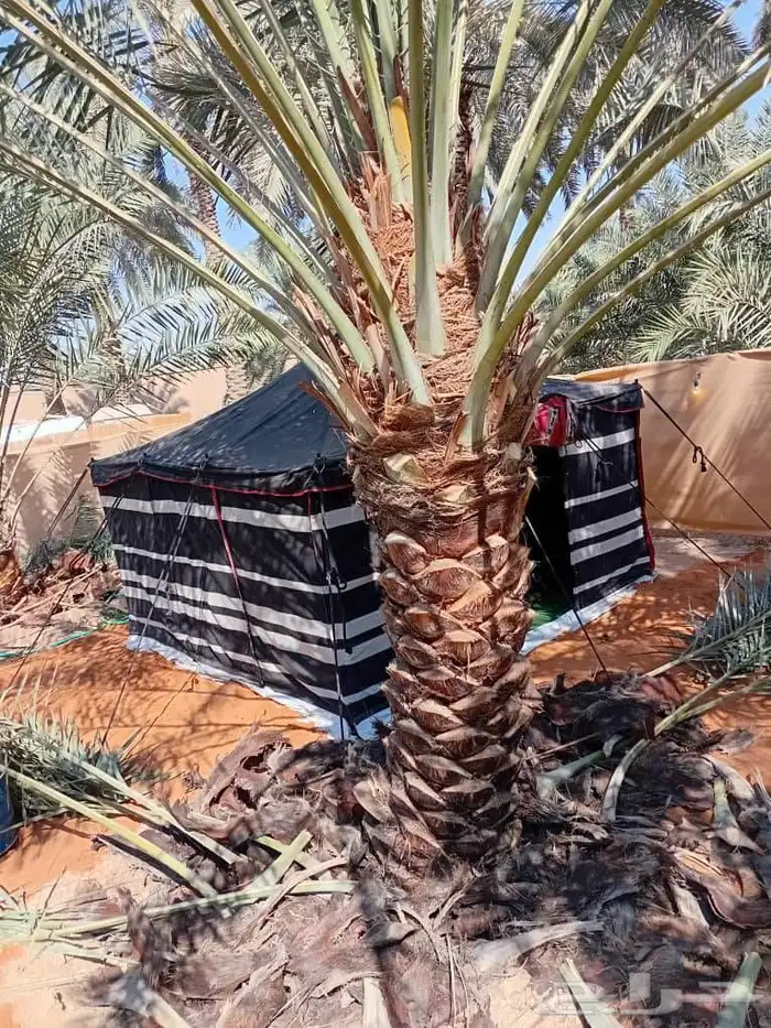 نخل ونخل زينه واشنطني فروخ خلاص برحي سكري شيشي هلالي مجدوله 0