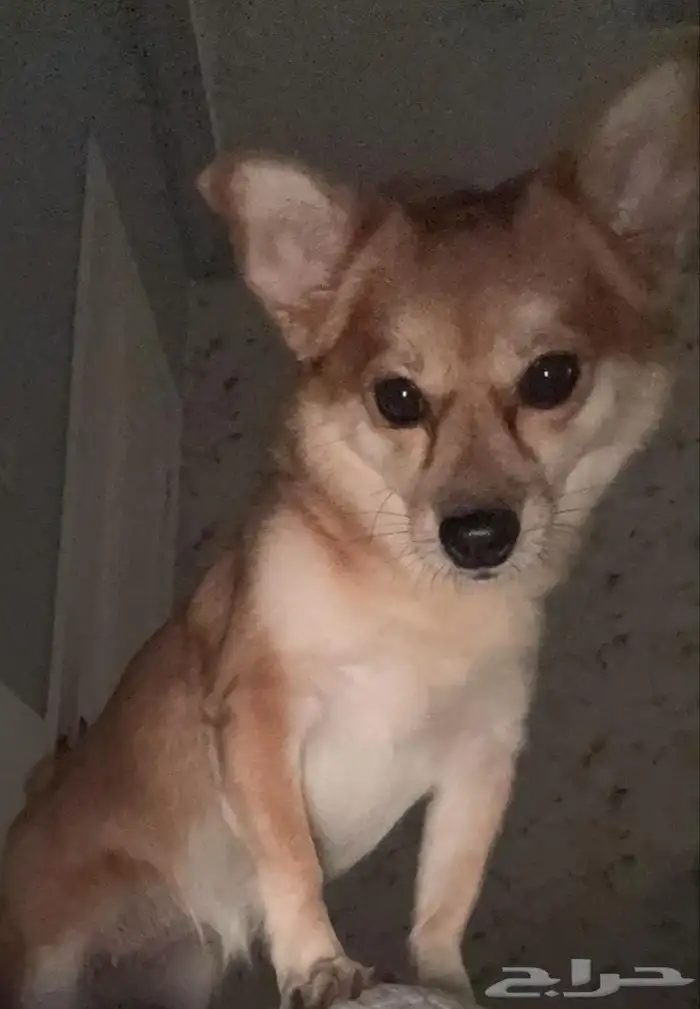 كلبة من نوع لولو فوكس 0