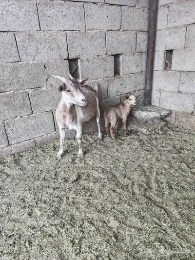 للبيع عنز قزمية والد معها تيس index