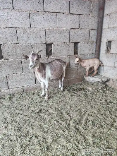 للبيع عنز قزمية والد معها تيس index