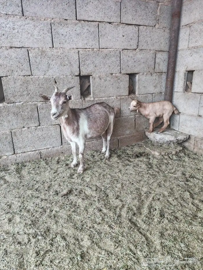 للبيع عنز قزمية والد معها تيس 1