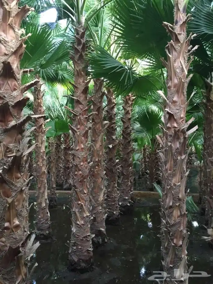 نخل واشنطني لببيع 4