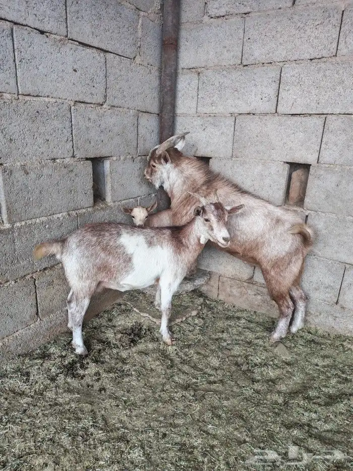 للبيع عنز قزمية والد معها تيس 3