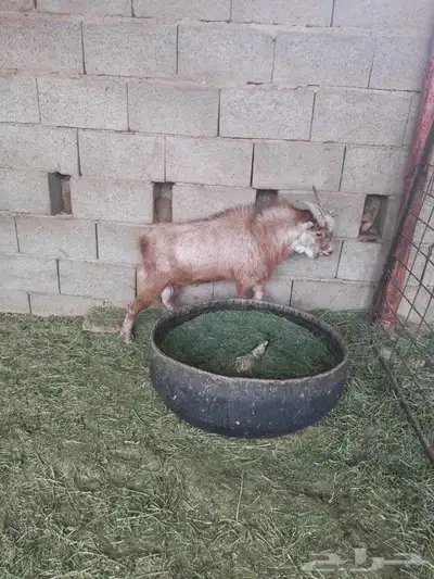 للبيع عنز قزمية والد معها تيس index