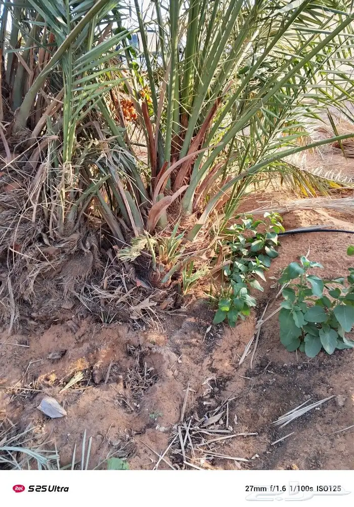 نخيل وشبوك وبناء حجر وتراث 4