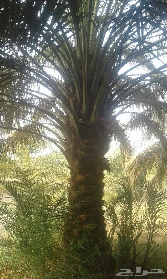 يوجد لدي نخل انواع ممتازه صقعي ومجدوله وسكري وسلطانه وهلالي 1