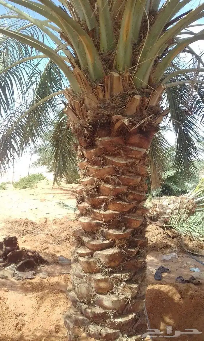 يوجد لدي نخل انواع ممتازه صقعي ومجدوله وسكري وسلطانه وهلالي 2
