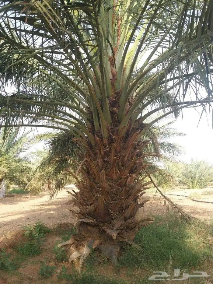 يوجد لدي نخل انواع ممتازه صقعي ومجدوله وسكري وسلطانه وهلالي 3