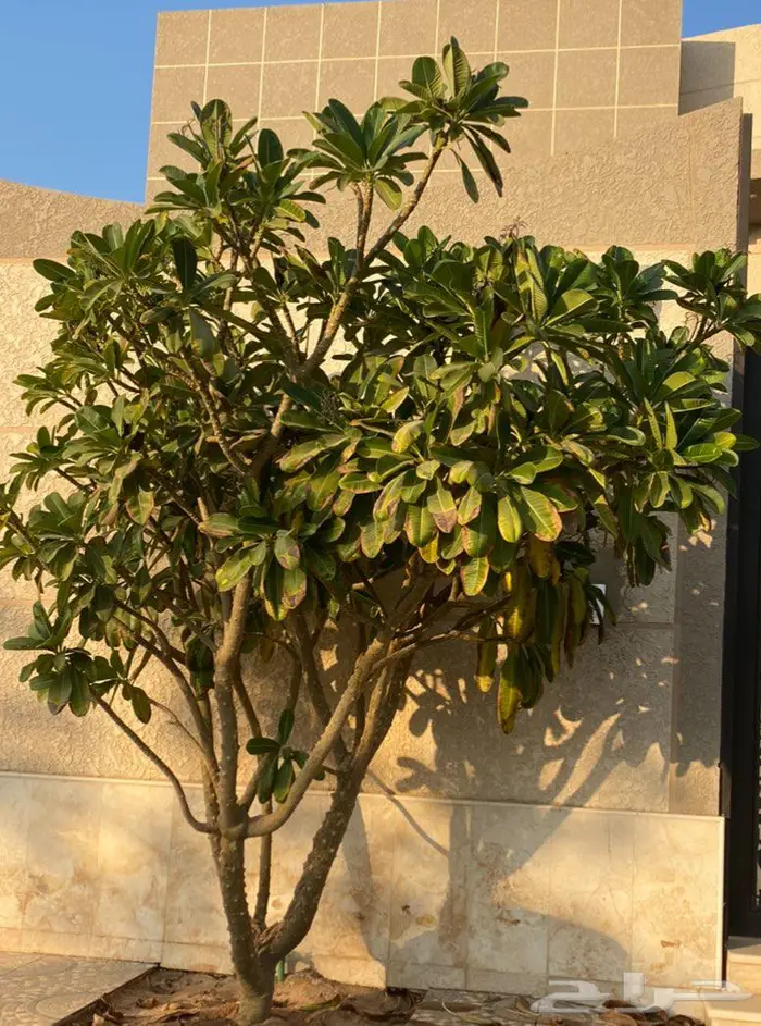 ياسمين هندي حجم كبير 2