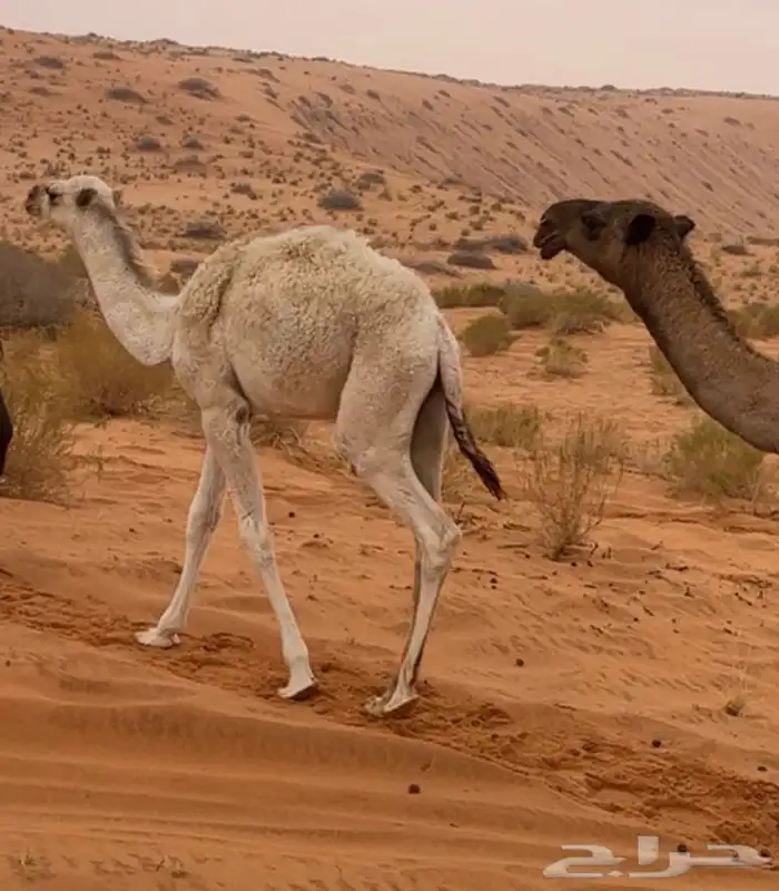 قعود اوضح ما قد اكل العلف .العمر خمس شهور للبيع 0