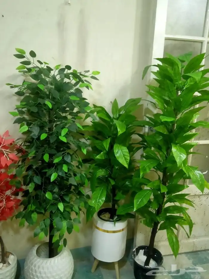 شجر زيتون صناعي وجذع طبيعي تصلح للممرات ومداخل الشقق والكفها 4