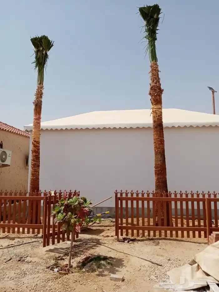 نخل ونخل زينه واشنطني فروخ خلاص برحي سكري شيشي هلالي مجدوله 1