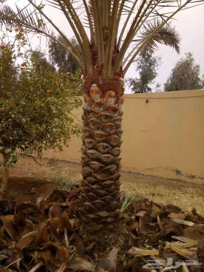 نخيل عربي فسائل نخل نخل عربي نقايل 86