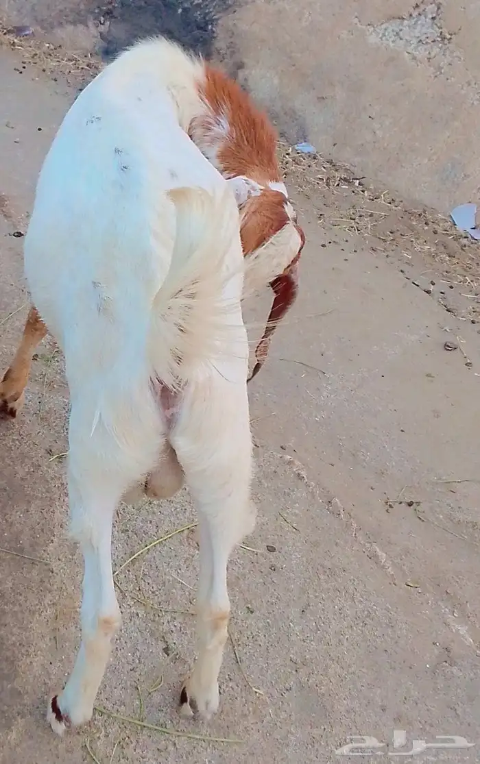 تيس جذع ماشاءالله صحته ممتازه 2