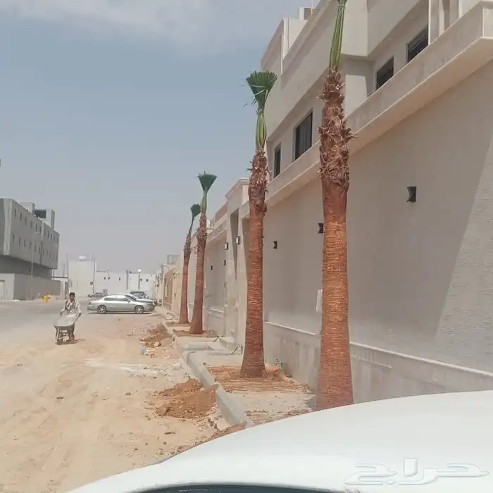 نخل ونخل زينه واشنطني فروخ خلاص برحي سكري شيشي هلالي مجدوله 3