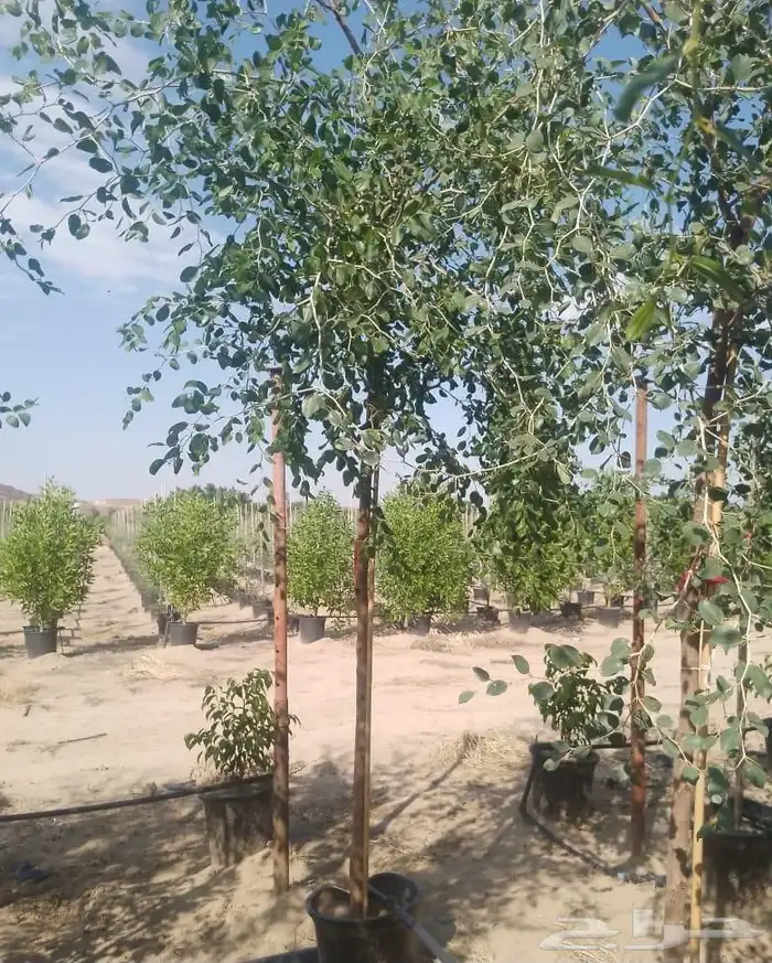 مشاتل الدمام تنسيق حدائق للاشجار السمكات 4