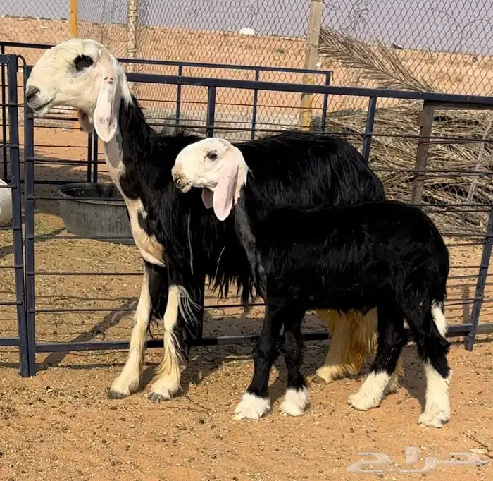 نجديه ثنيه تحتها طلي 0