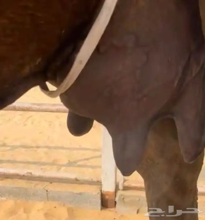 خلفه مصغر تصلح لهل الاستراحات حليب وافر وسكر 1