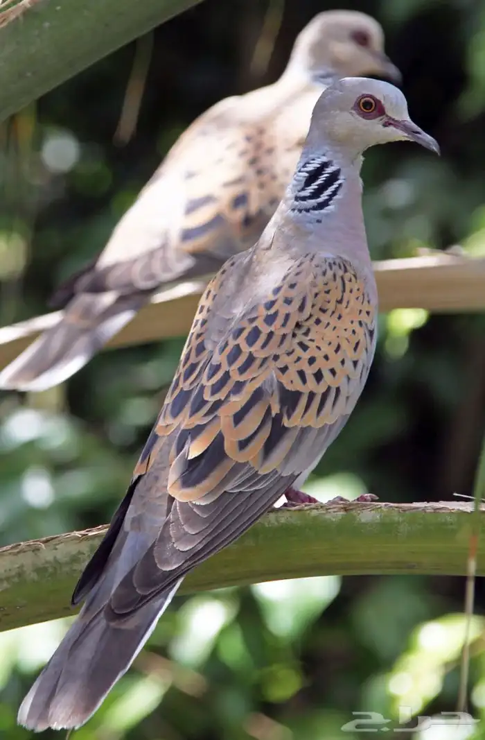 مطلوب قماري نزل 0