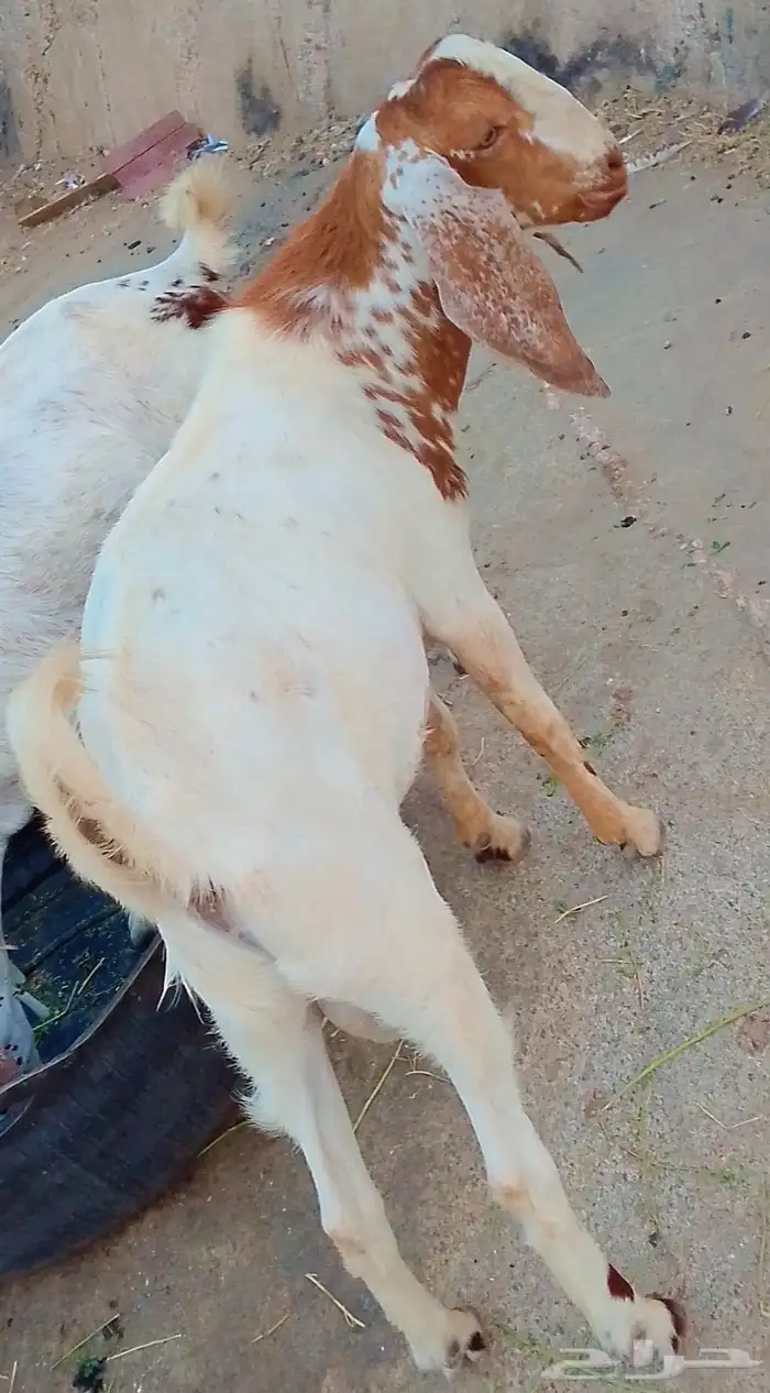 تيس جذع ماشاءالله صحته ممتازه 3