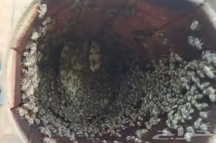 نحل للبيع كفو 17