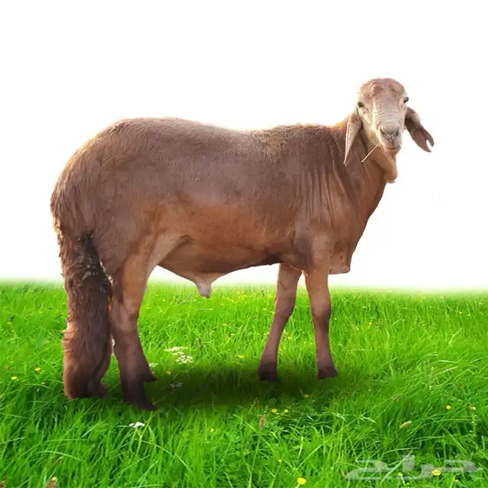 لحوم مبرد   طازة 0