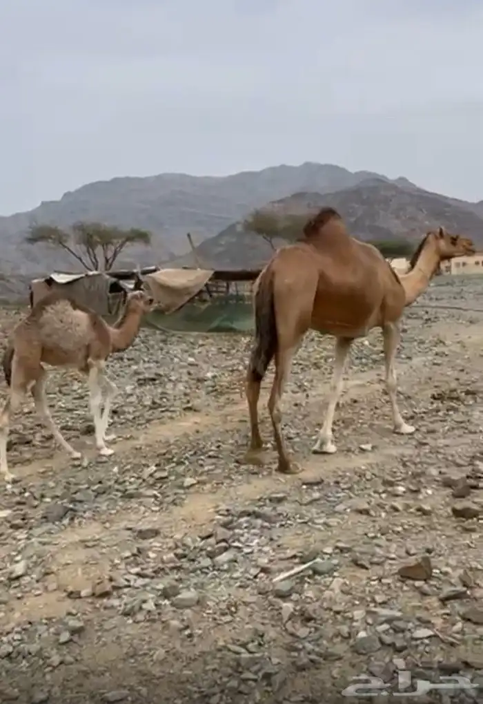 بكره خلفه مصغر 0