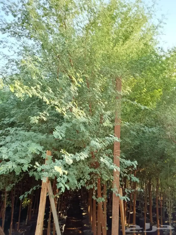 جميع انواع الشتل ترنمري جلوكا سدر طلح فكس لبح 3