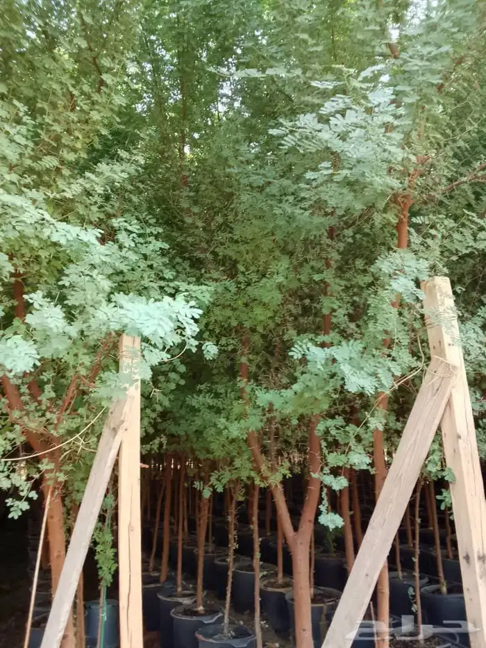 جميع انواع الشتل ترنمري جلوكا سدر طلح فكس لبح 8