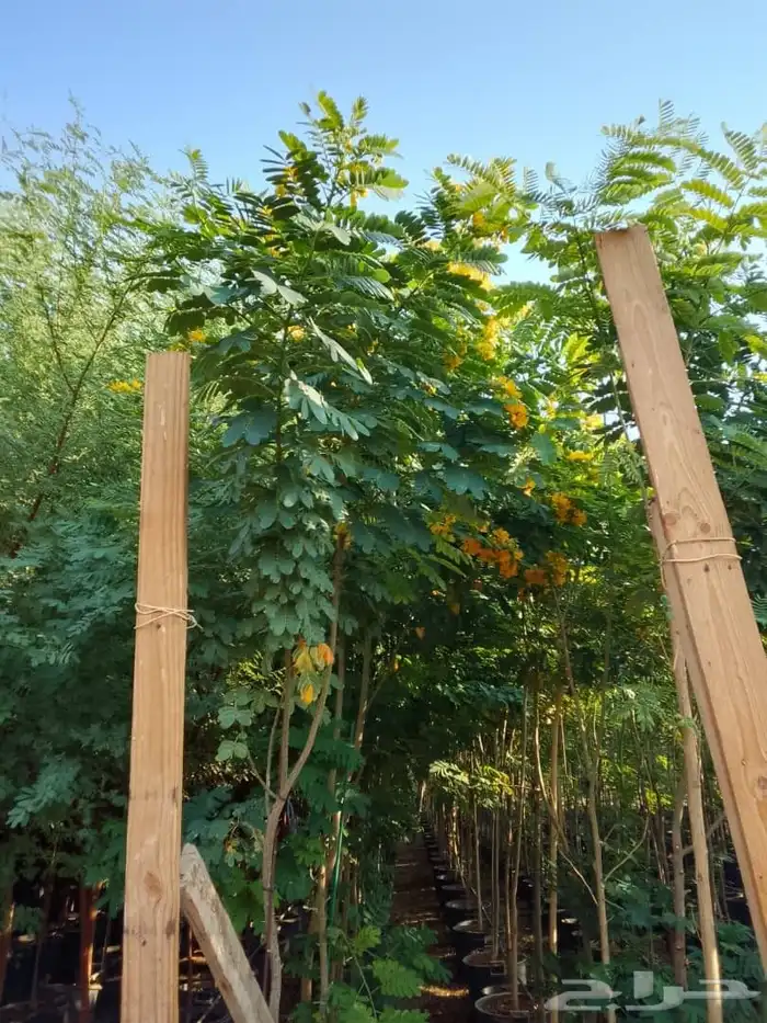 جميع انواع الشتل ترنمري جلوكا سدر طلح فكس لبح 6